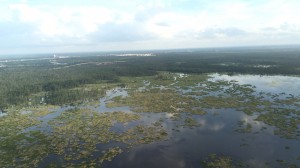 着陸直前に見えた風景。やはりルイジアナは湿地帯なんですね。 着陸直前に見えた風景。やはりルイジアナは湿地帯なんですね。